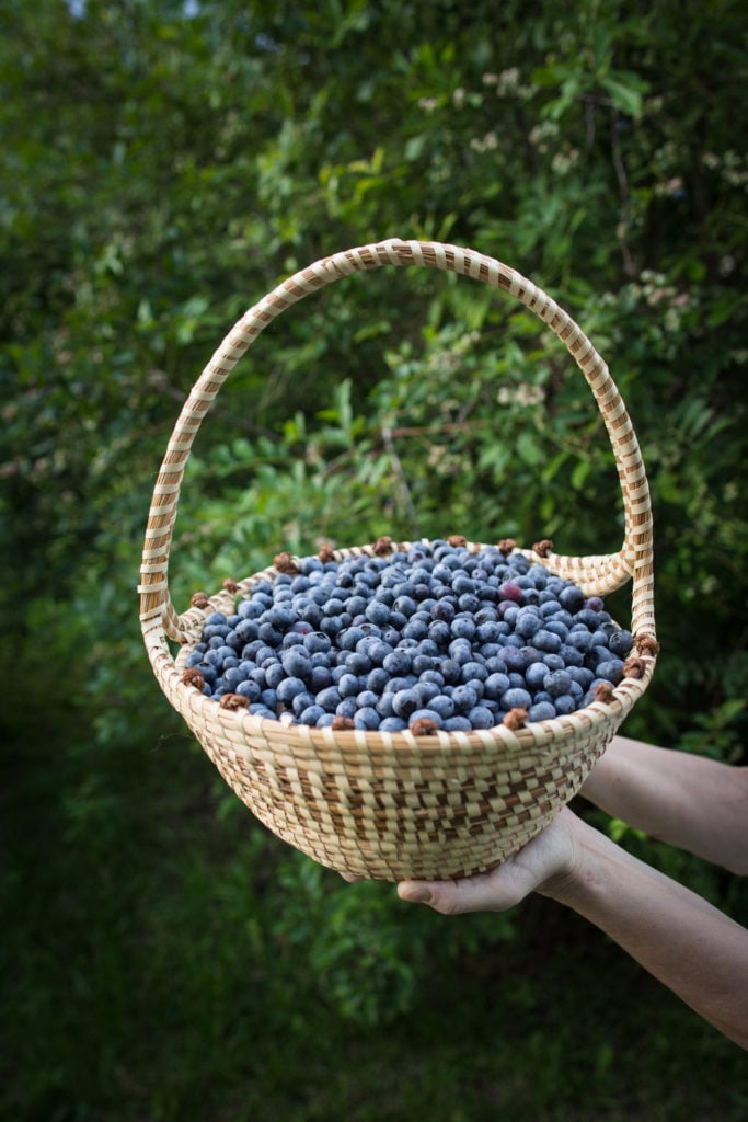A basket of freshly picked blueberries.