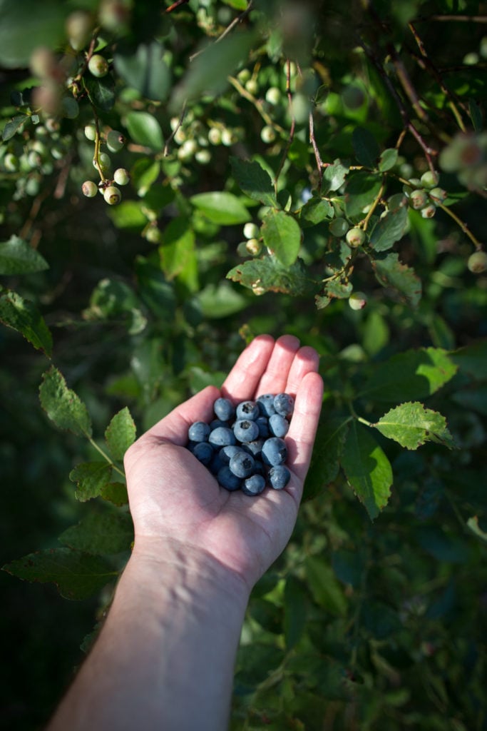 A literal handful of blueberries.