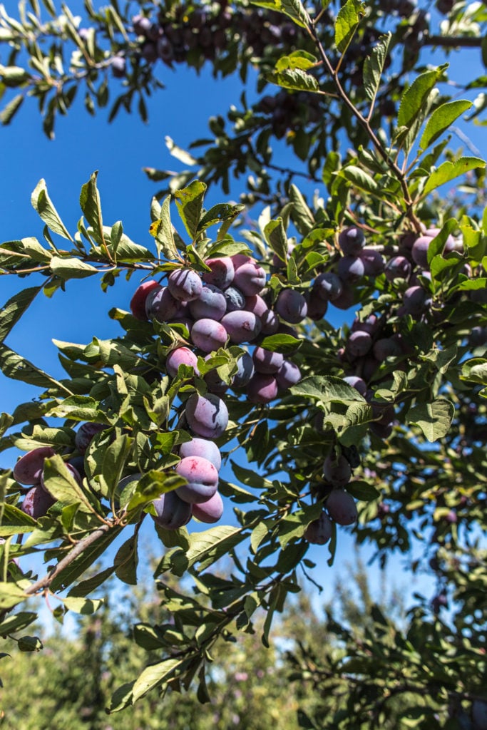 plum tree farm California prunes