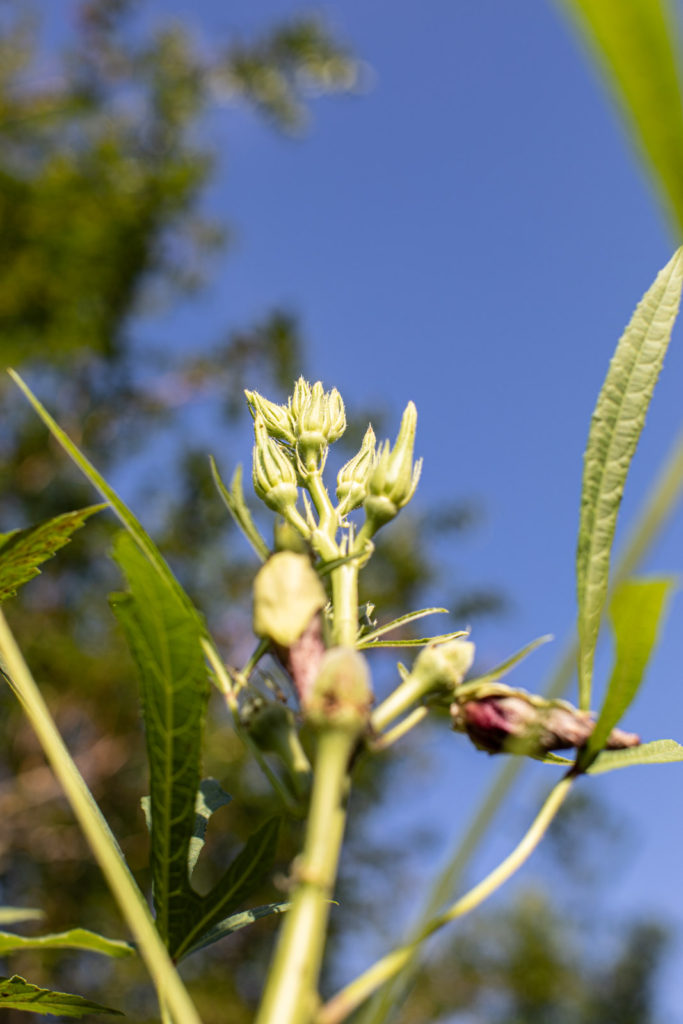 Okra plant in the garden