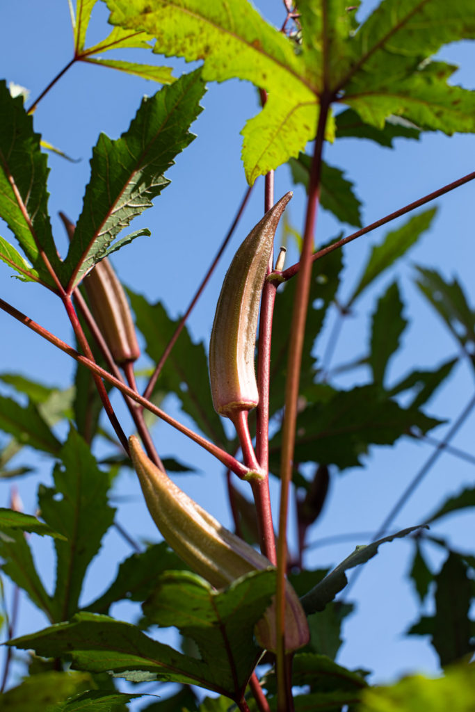 Okra on the plant in the garden