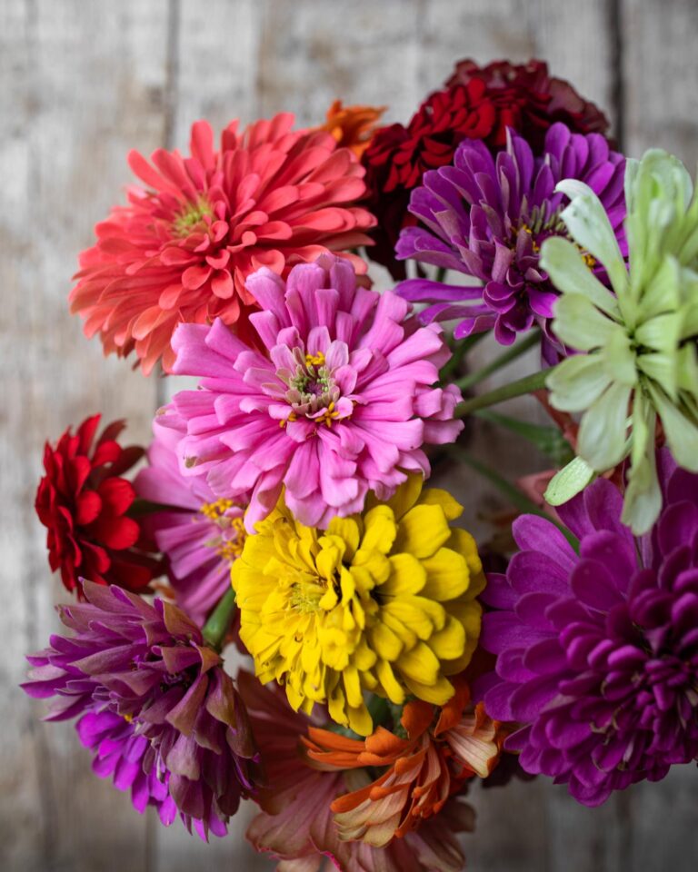 How to Cut & Arrange Zinnias Mississippi Vegan