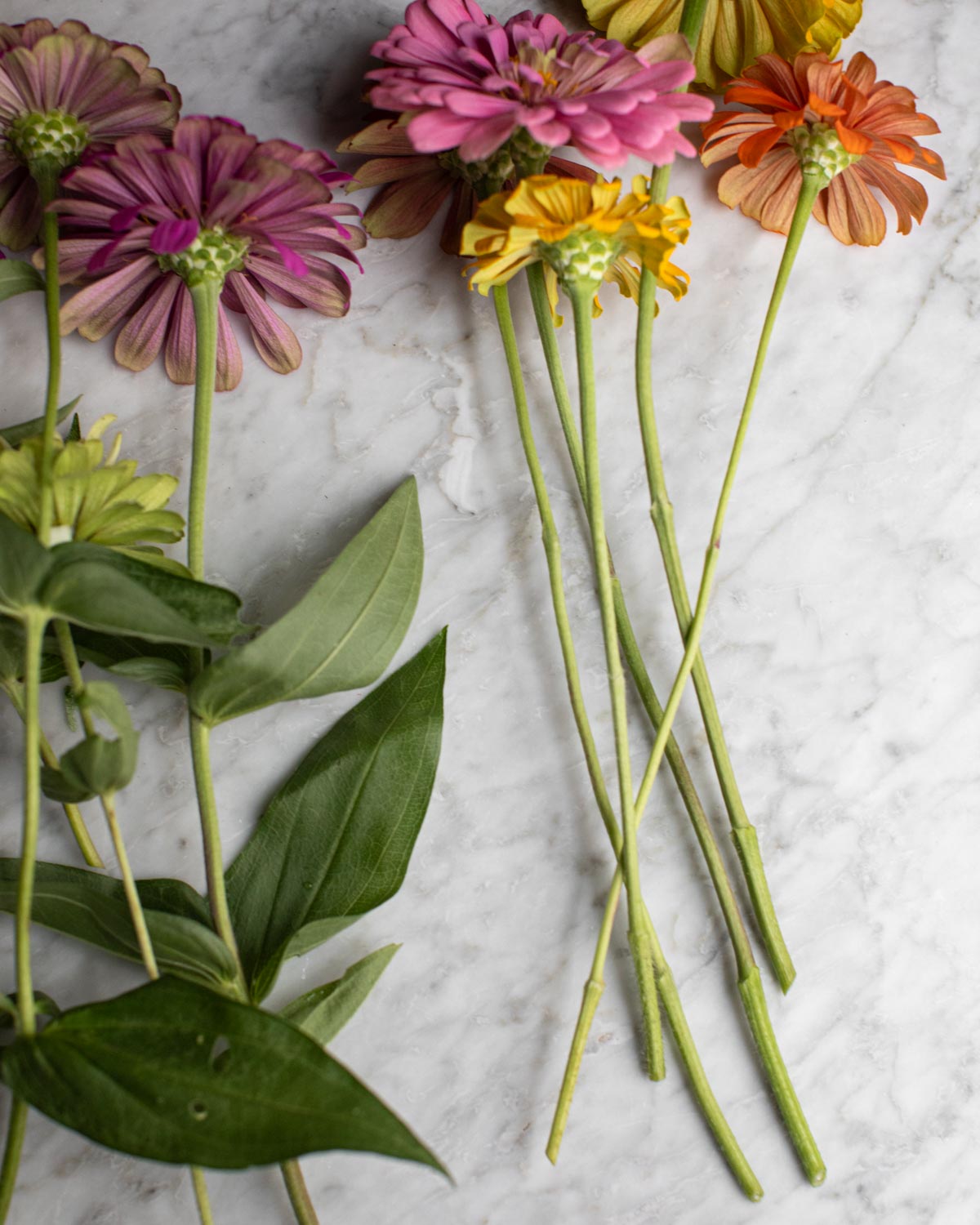 How to Cut & Arrange Zinnias Mississippi Vegan