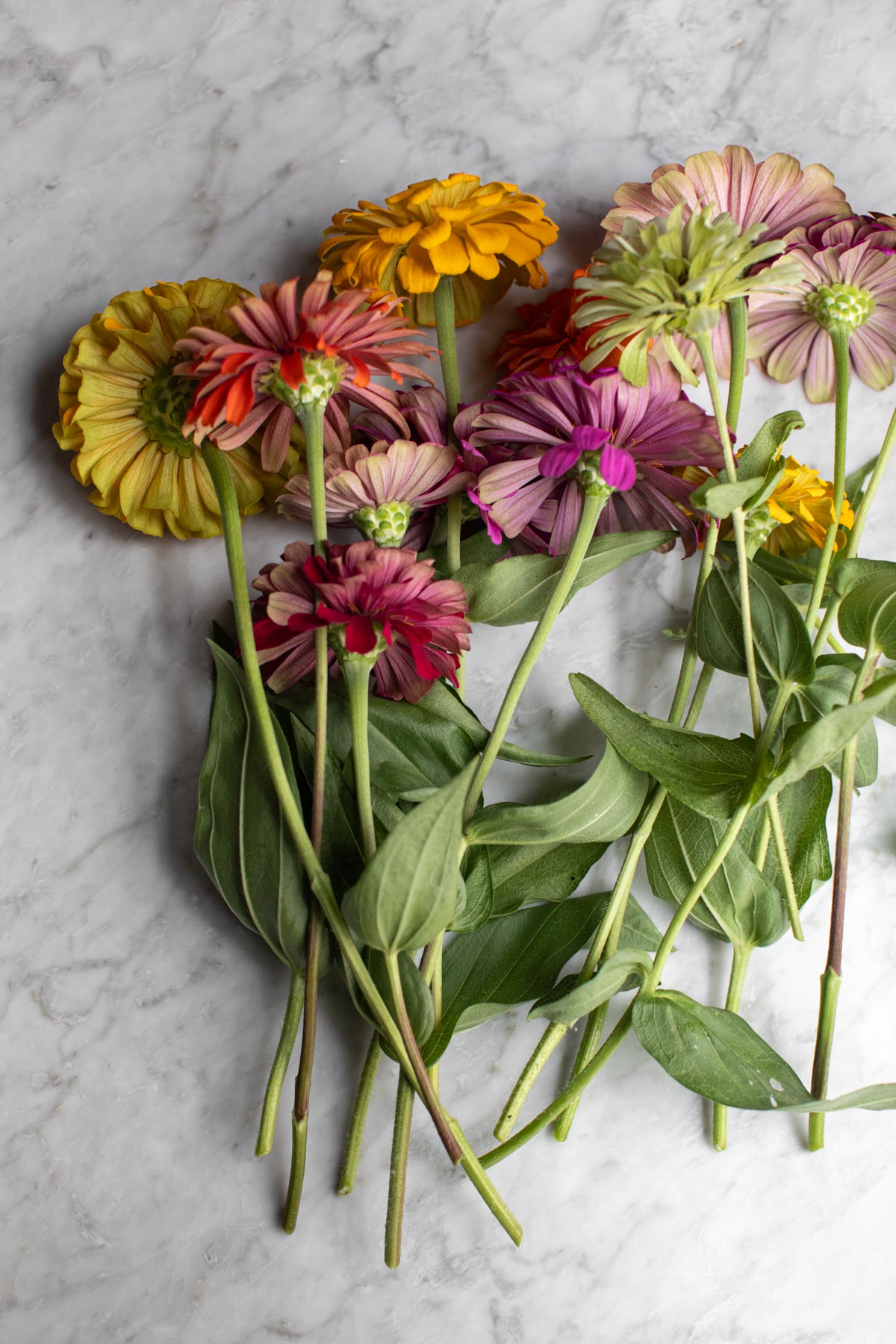 How to Cut & Arrange Zinnias Mississippi Vegan