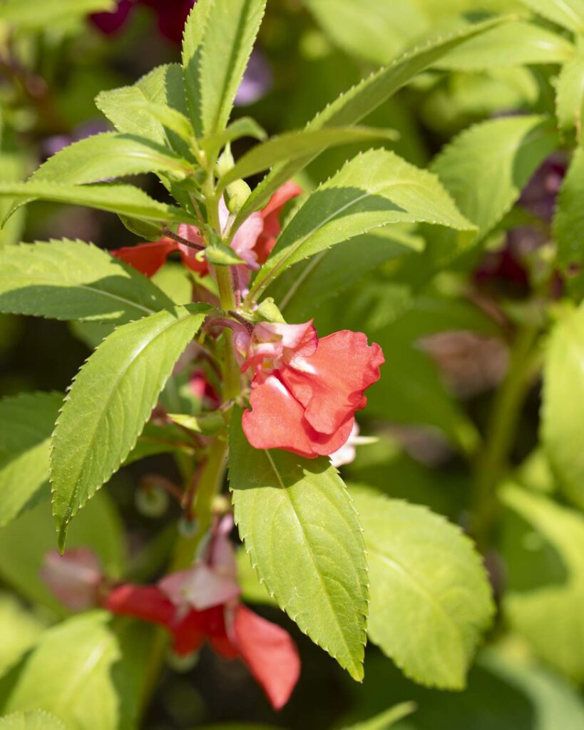 balsam flower