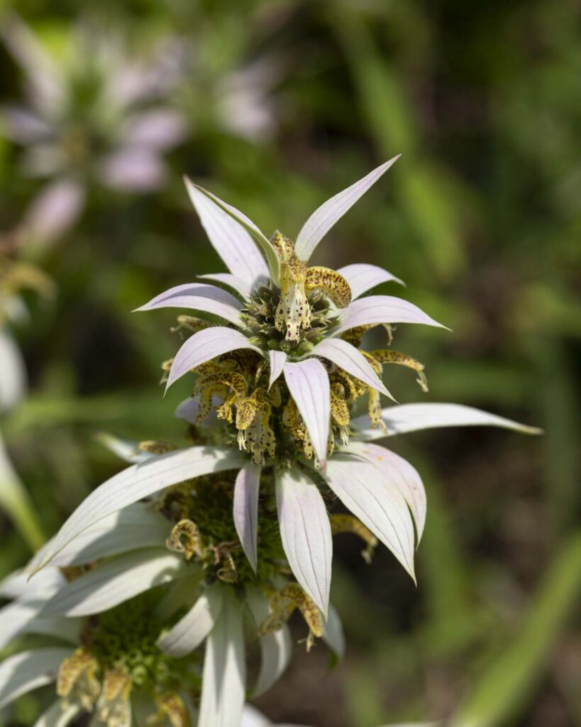 spotted bee balm