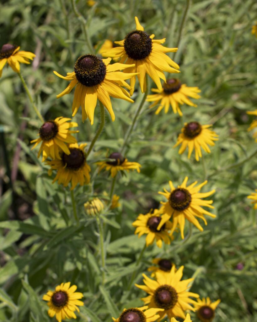 black-eyed susans