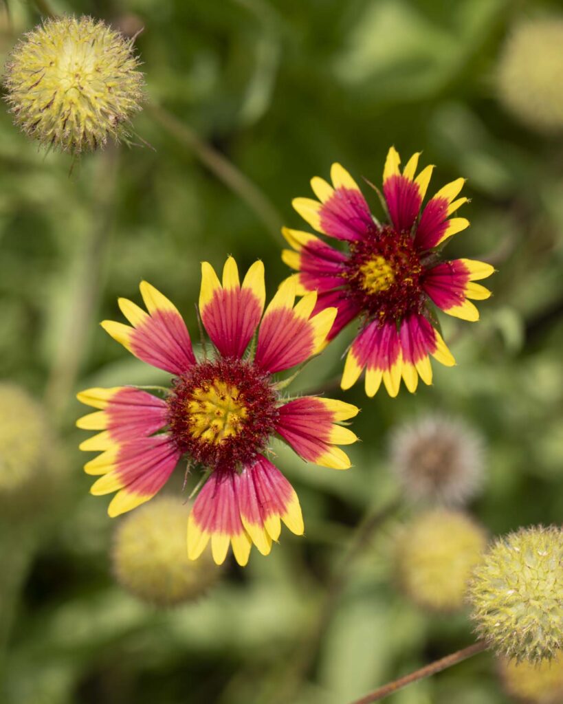 blanket flower