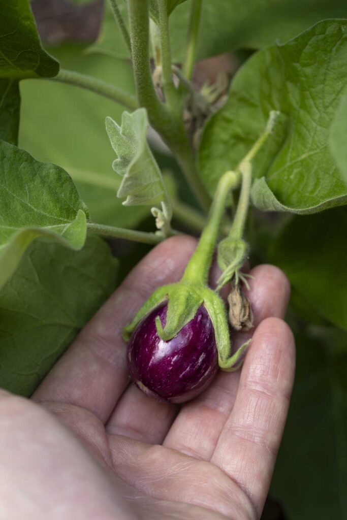 baby eggplant