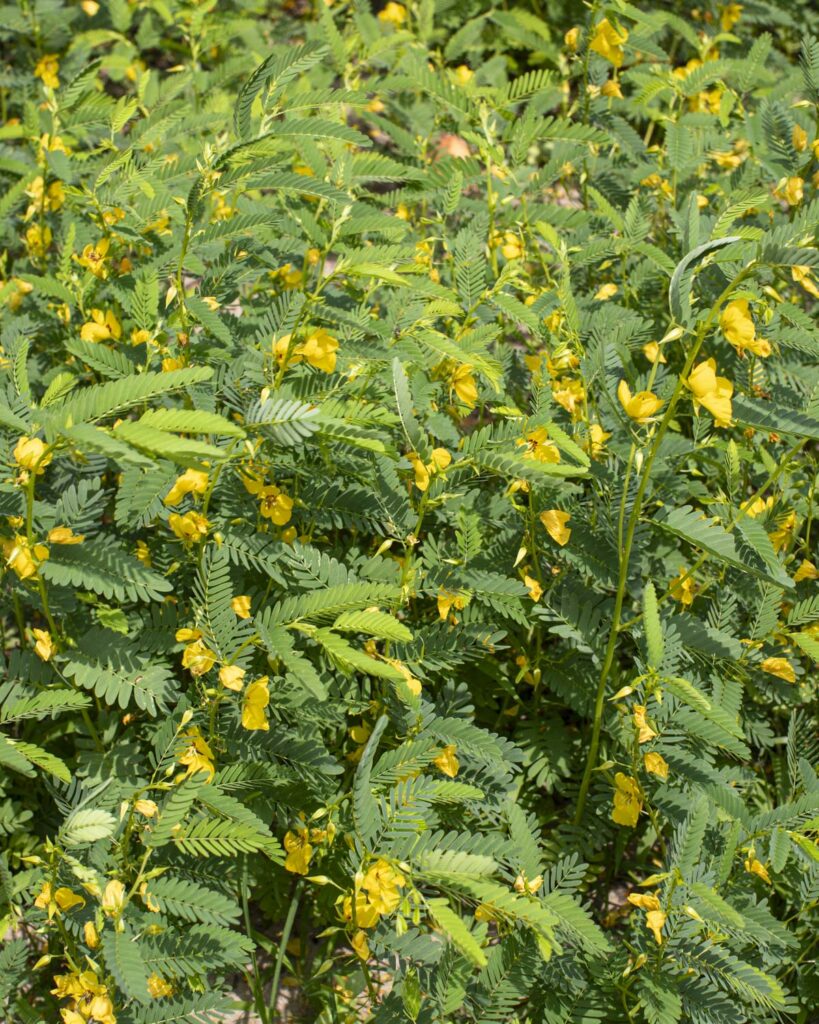 partridge pea