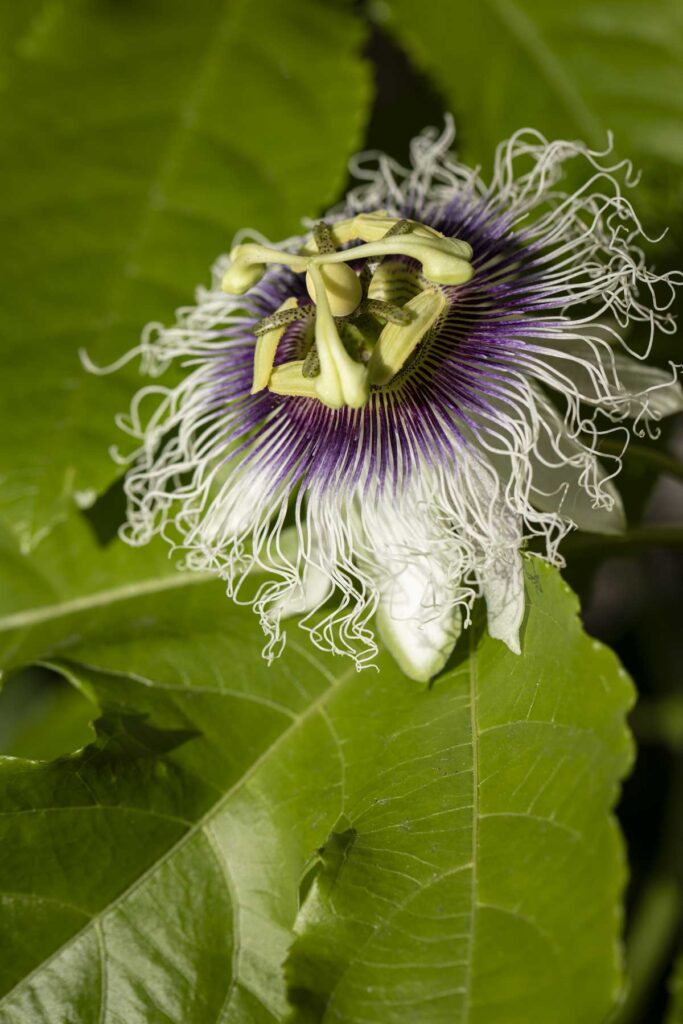 passion flower