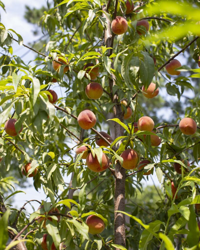 tropic snow peach tree