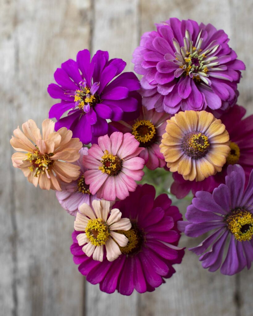 zinnias in a vase