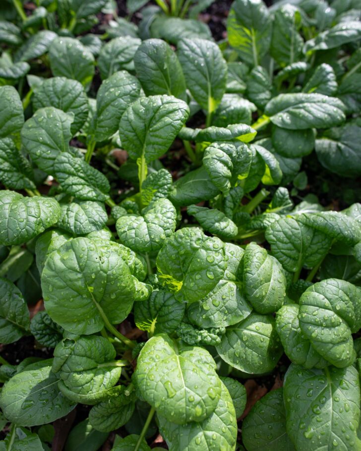fresh tatsoi ready to be harvested for the mung bean soup